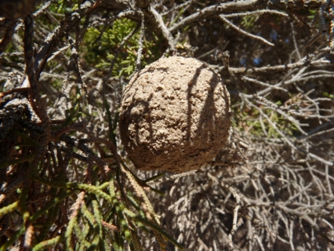 Nido di Chalicodoma sp. (sicula opp. parietina)